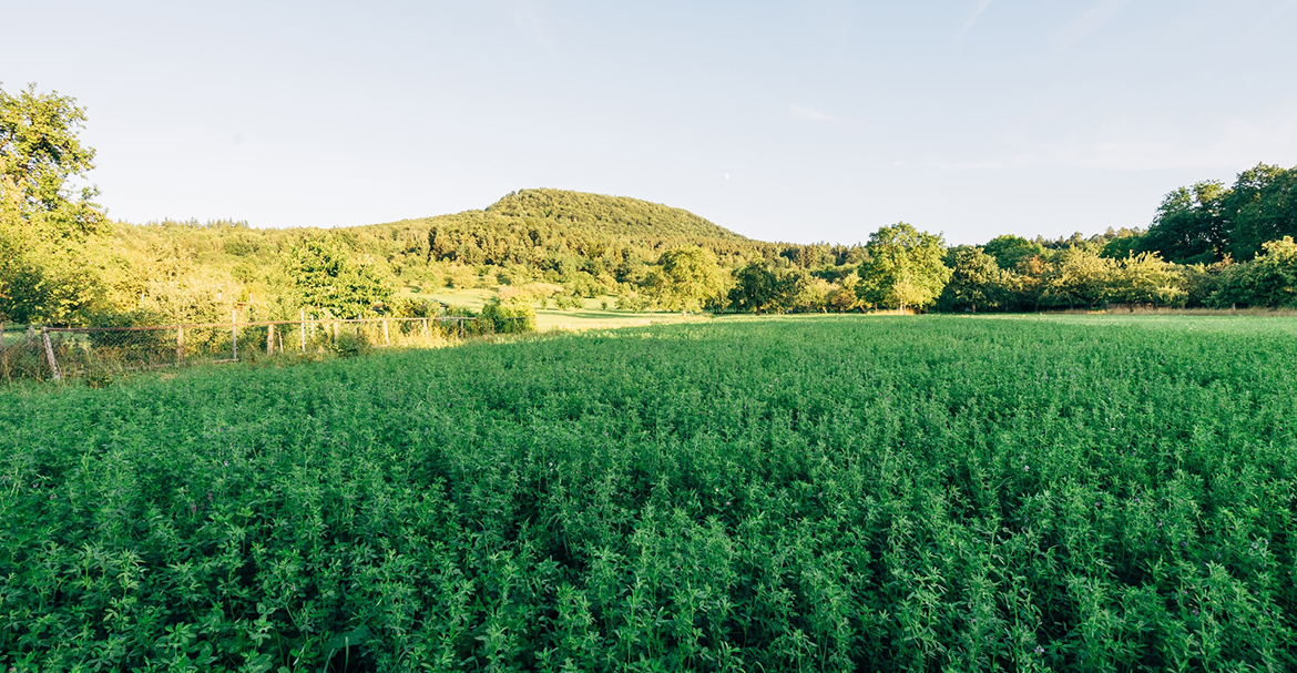 قريبا اخبار دواجن اطايب